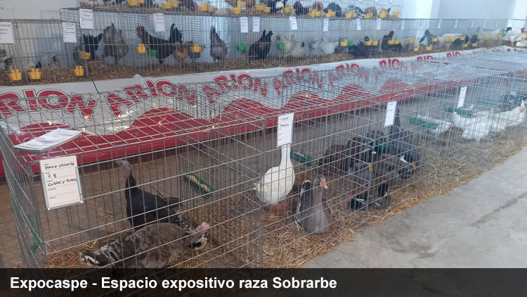 EXPOCASPE gallina del Sobrarbe