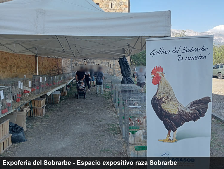 EXPOferia del sobrarbe gallina del Sobrarbe