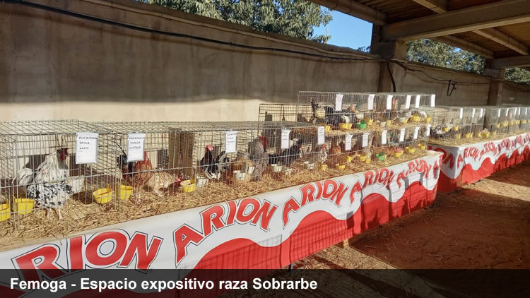 Concurso monográfico gallina del Sobrarbe Femoga