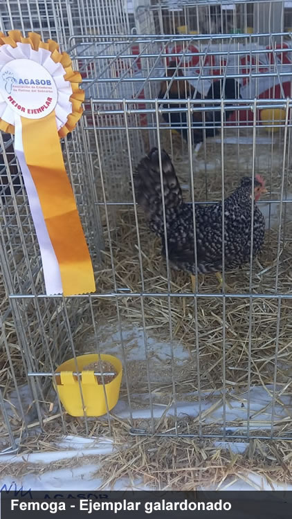 Concurso monográfico gallina del Sobrarbe Femoga