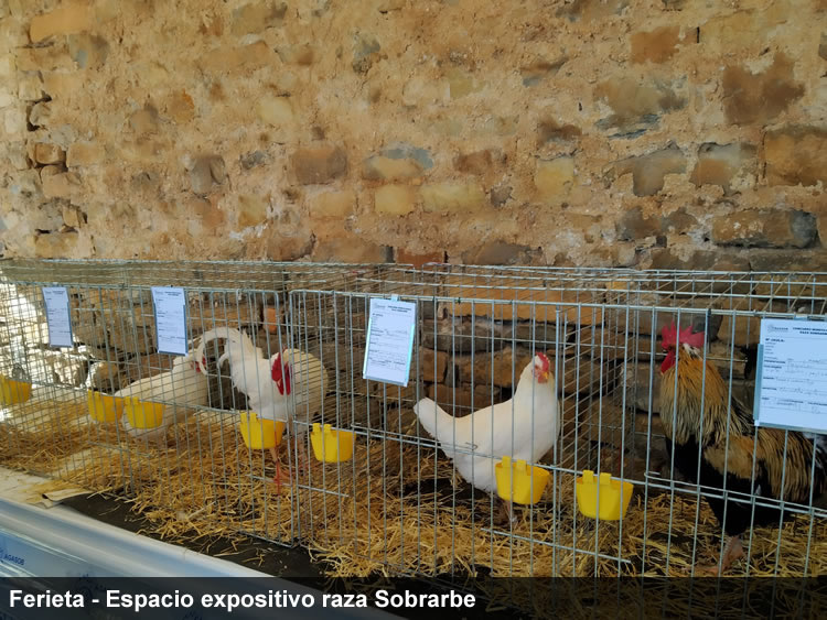 FERIETA gallina del Sobrarbe