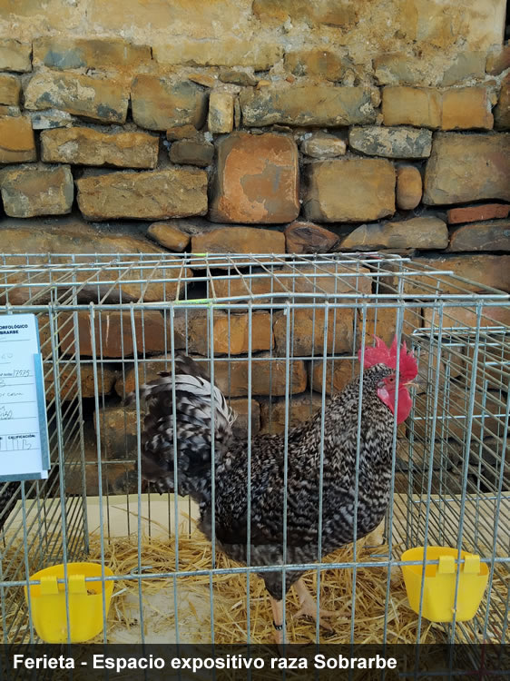 FERIETA gallina del Sobrarbe
