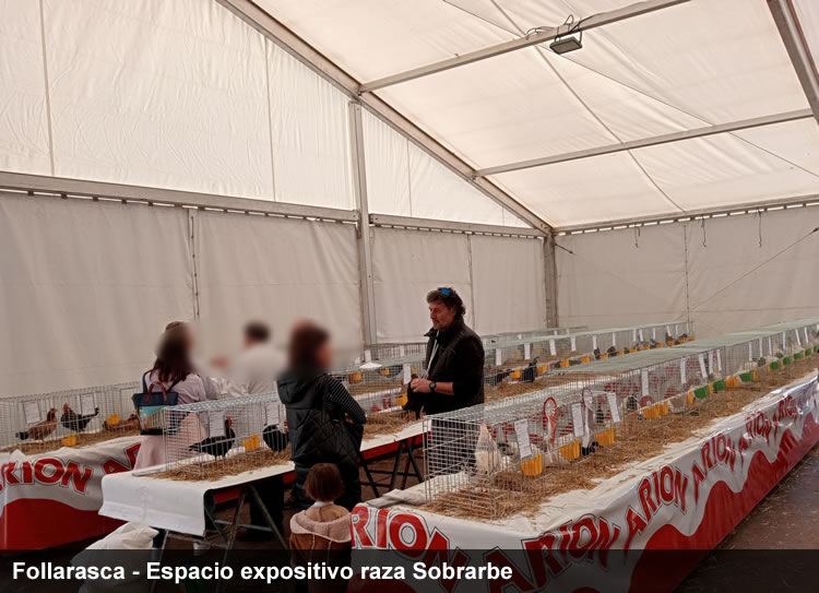 follarasca gallina del Sobrarbe