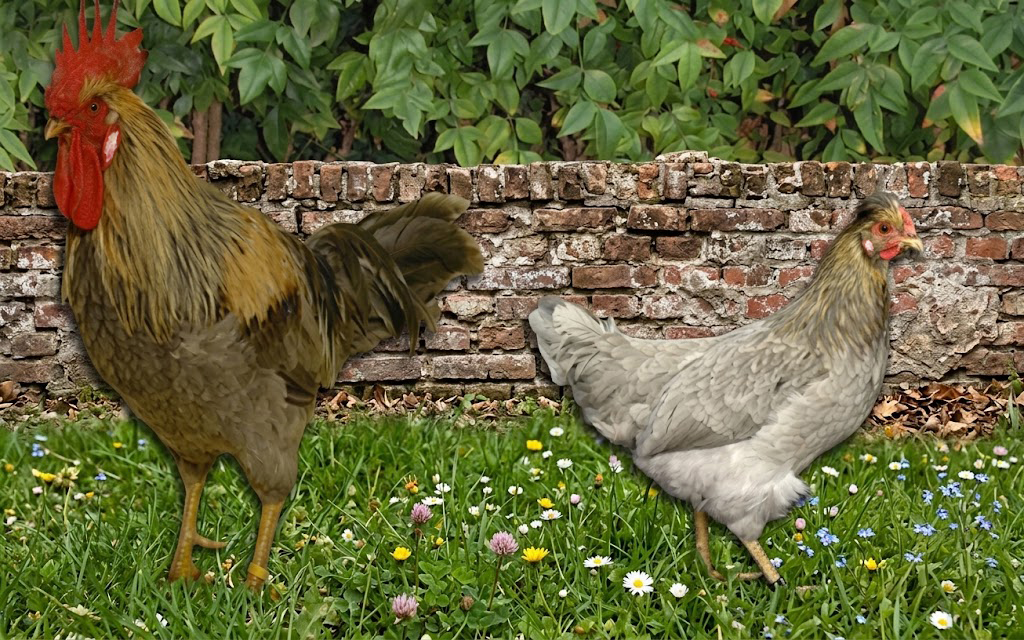 Gallina del sobrarbe variedad cenizosa
