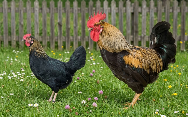 Gallina del sobrarbe variedad negra con pajizo