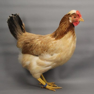 gallina sobrarbe enana variedad trigueña