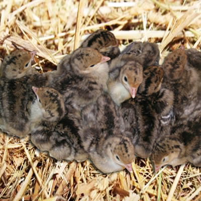 pavipollos, Pavo oscense pollitos