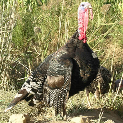 Pavo oscense variedad cobre macho