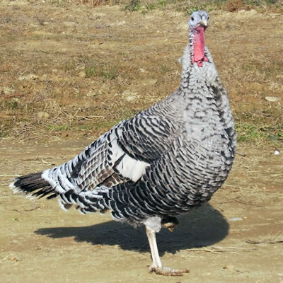 Pavo oscense variedad plata hembra