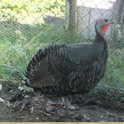 Pava oscense variedad cobre